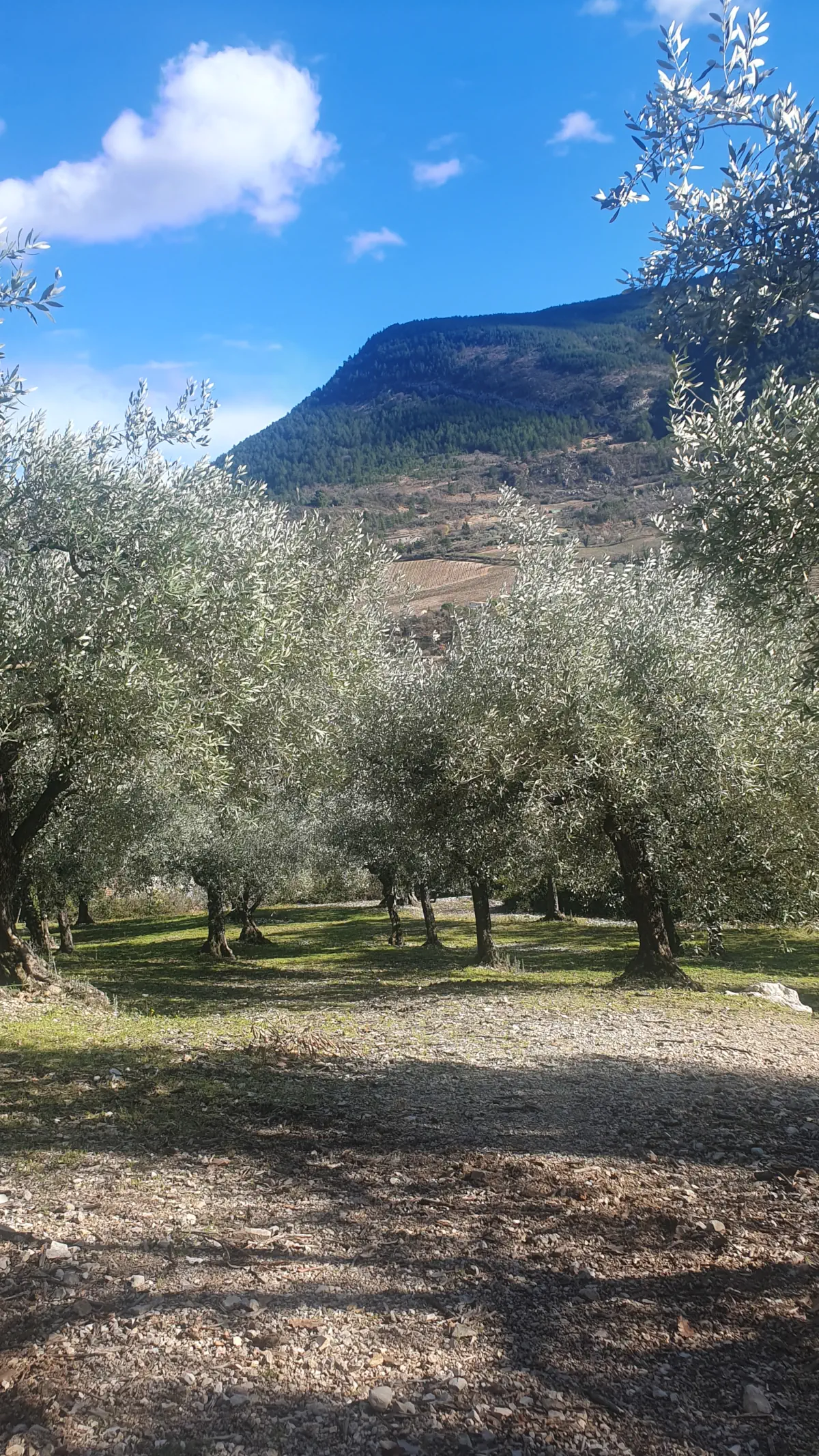 un champ d'oliviers en Drome provençale